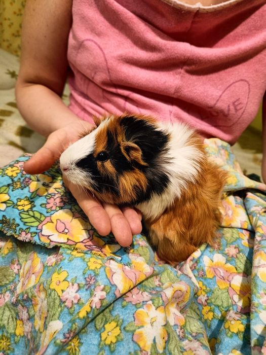 Продам морскую свинку