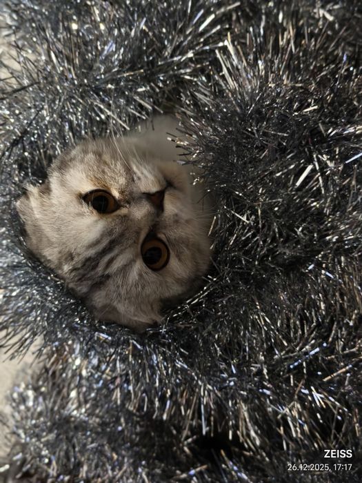 Веслоухая шатланка