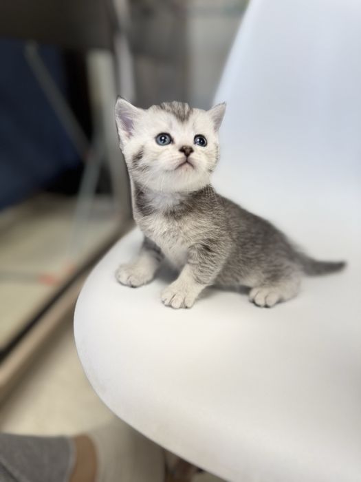 Продаются котята скоттиш-фолд скотиш страйт