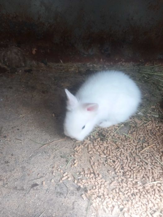 Iepurași pitici cap de leu rasă pură