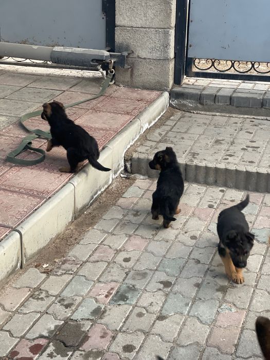 Немецкая овчарка (щенки)