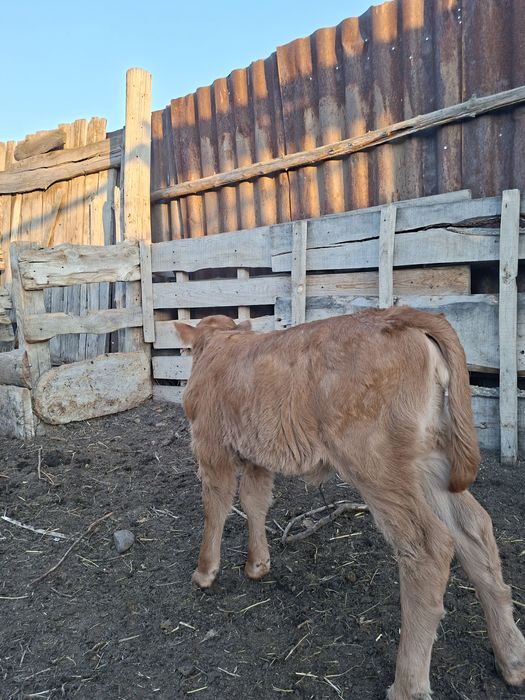 Ұрғашы бұзау сатамын