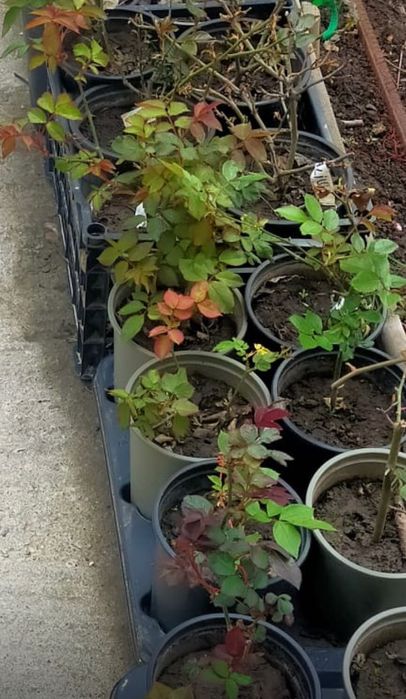 Trandafiri in ghiveci