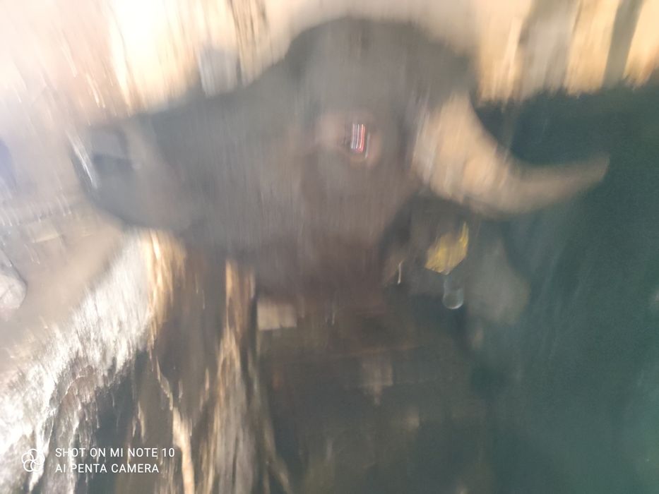 VAND TAUR pentru monta