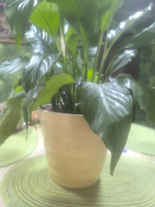 Женское счастье цветок