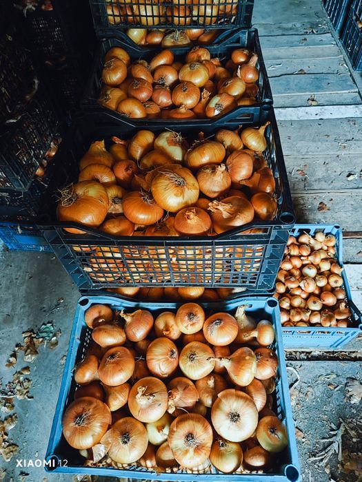 Продавам Лук  Лясковец и Щутгарт- 1,20лв/кг. +Дини+Пъпеш