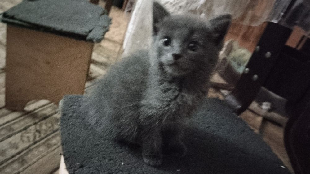 Отдам котят в добрые руки