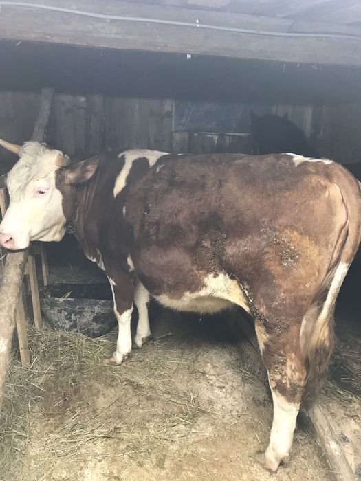 Vand vacă negociabil