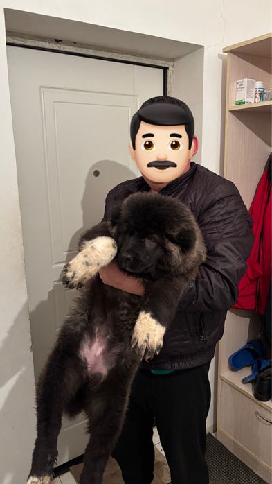 Ургаш тобет сатылады