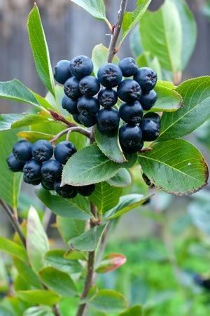 Arbusti Fructiferi (ARONIA )