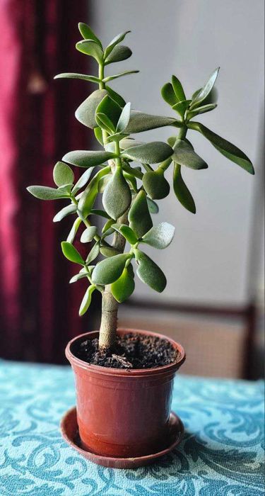 Денежное дерево.