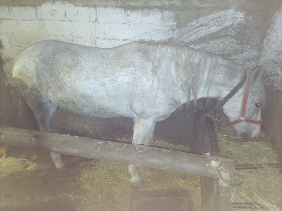 Vând iapa foarte buna