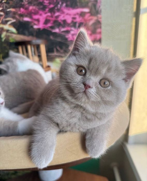 Шикарненькие Котята
