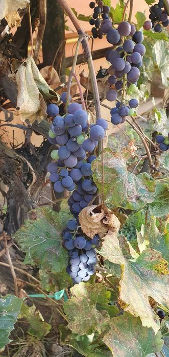 struguri pentru vin