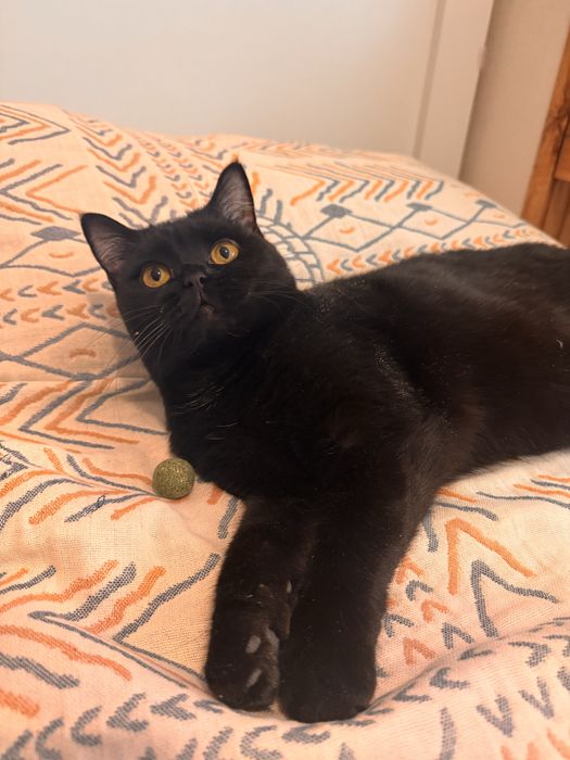 Ищем дом для красивой кошки