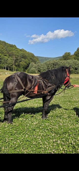 Armăsar semigreu romanesc impecabil.
