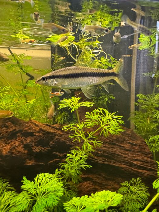 Pește Siamese Algae Eater