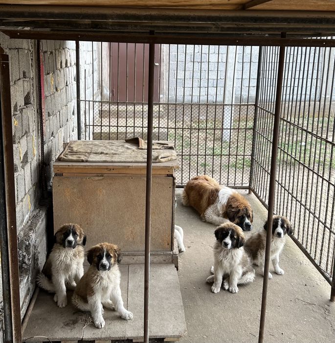 Московская сторожевая щенки