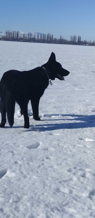 Черный кобель ВЕО ищет подругу