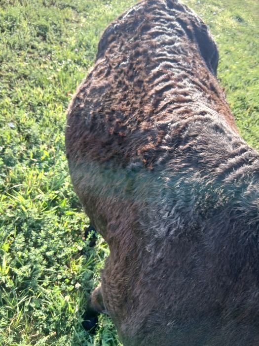 De vânzare un magar