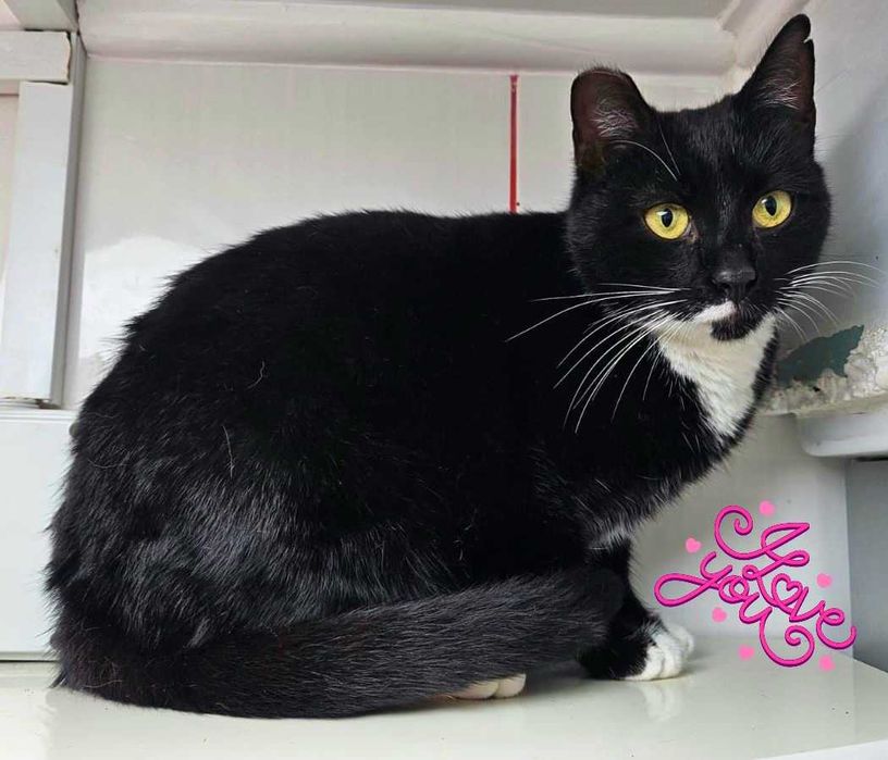 Adoptie pisica neagra castrata Bloom