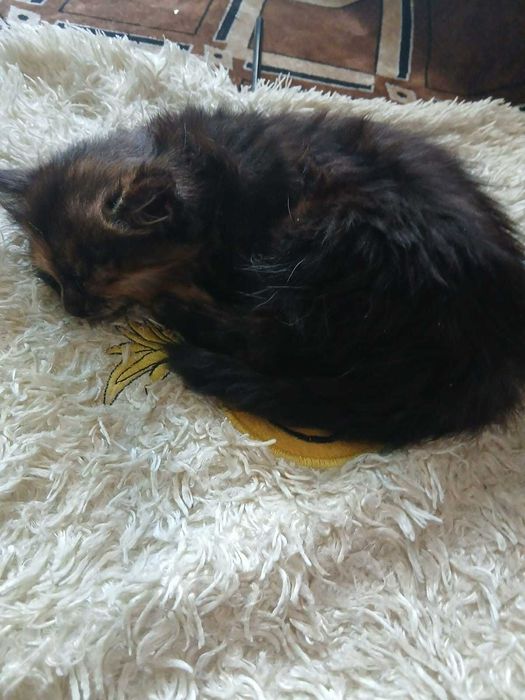 Отдадим в хорошие руки котиков