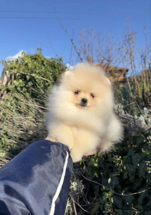 Померан мини момче. Померанче