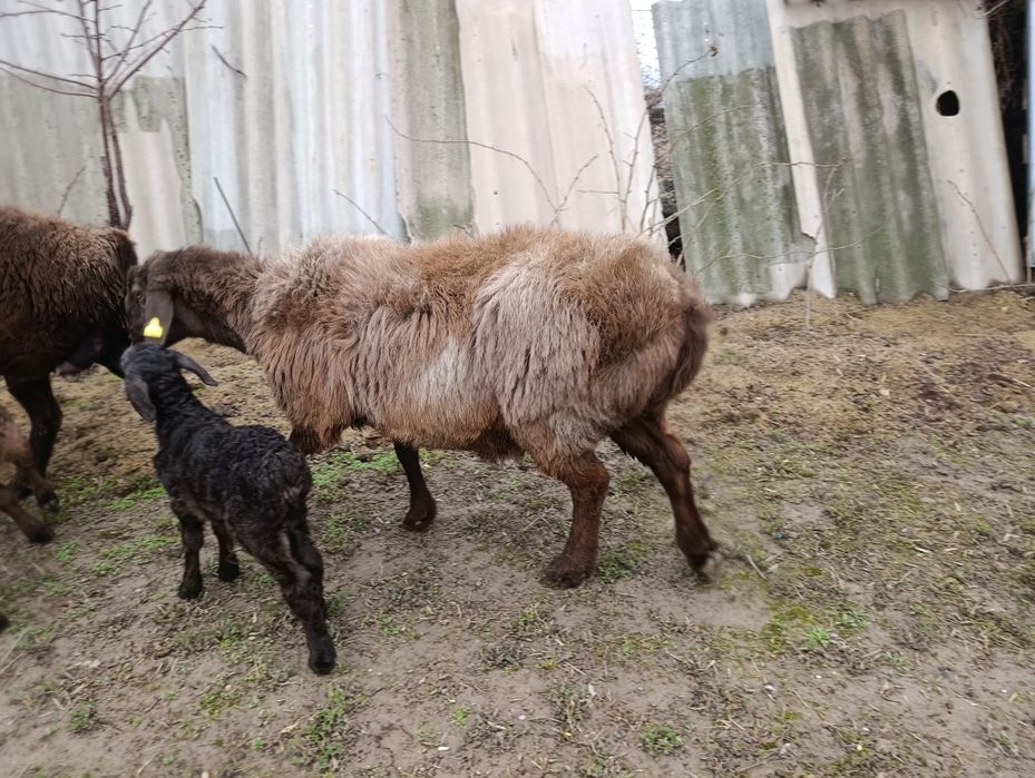 2 бас қозылы қой сатылады.