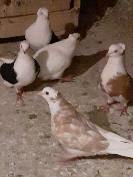 Vând sau schimb porumbei zburători i de înălțime