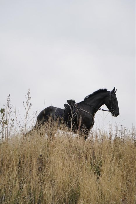 Продам Орловского рысака кобыла 3 лет
