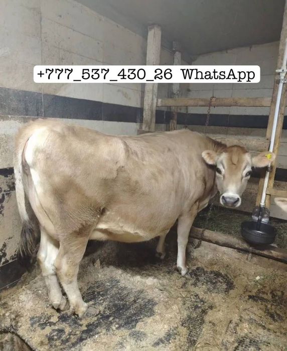 Продам корову с телятами