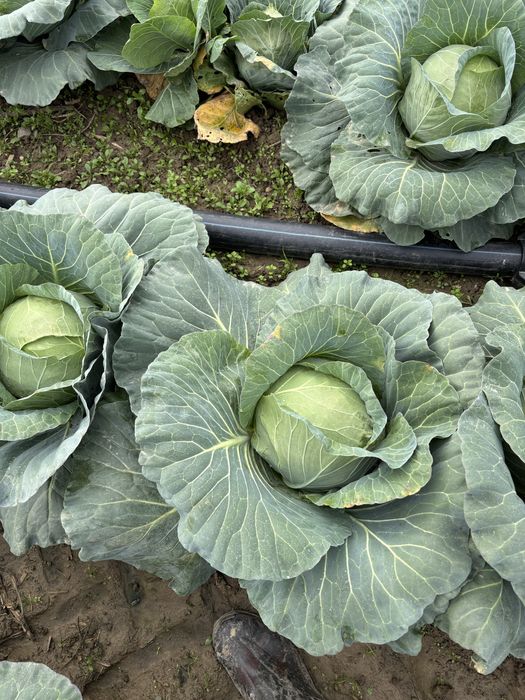 vând varză proaspătă