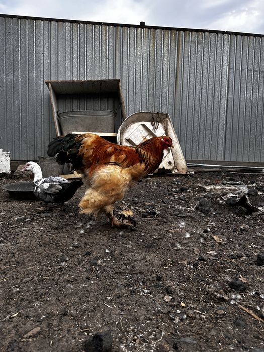 Продам яйца на инкубацию кур