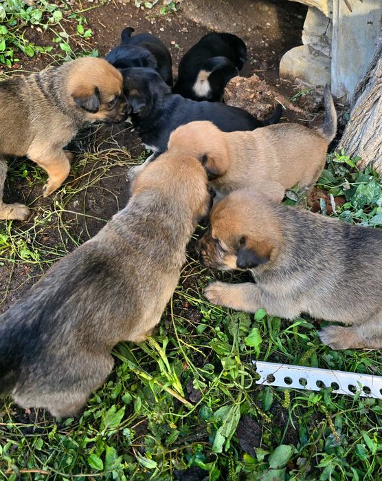 Подаряват се кученца