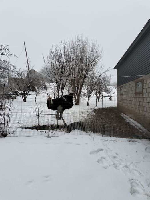 продам африканских страусов