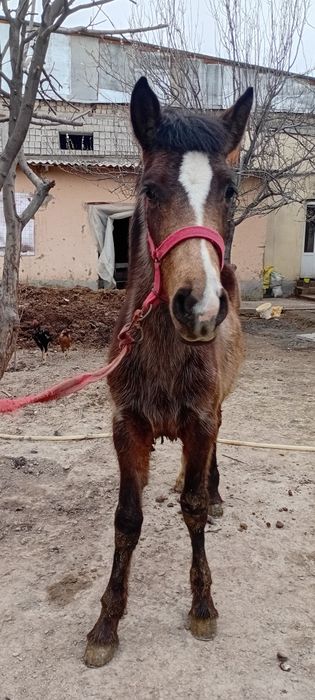 Ot toy qulun 7 oylik