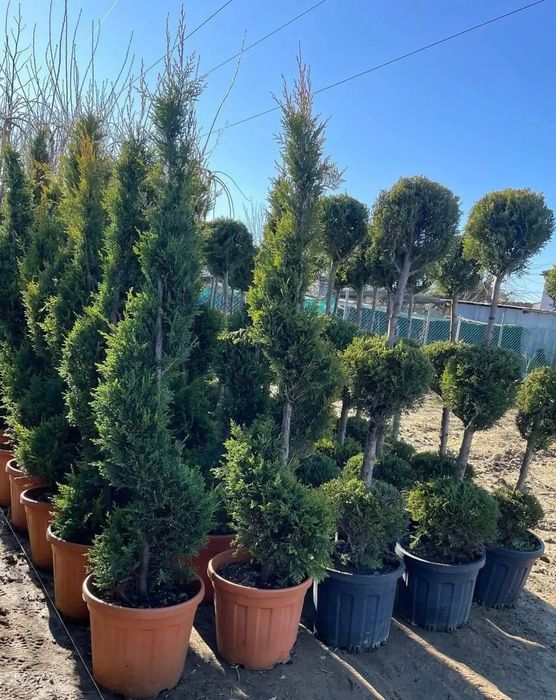 Vând tuia leylandii la preț redus