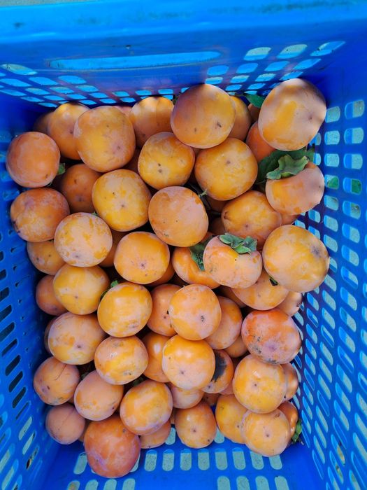 Eng chiroyli lezbiyenlar ishtirokidagi porno