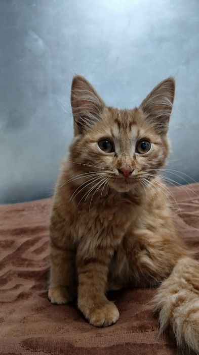 Мишик Сибирская  кошка