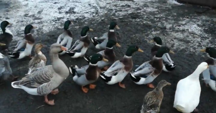 Утиные яйца сатам