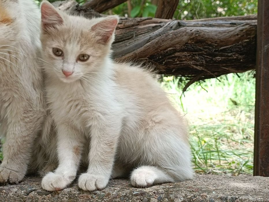 Отдам котенка, мальчик
