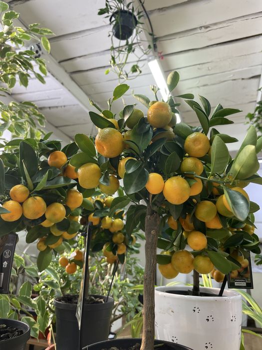 Цитрусовое дерево