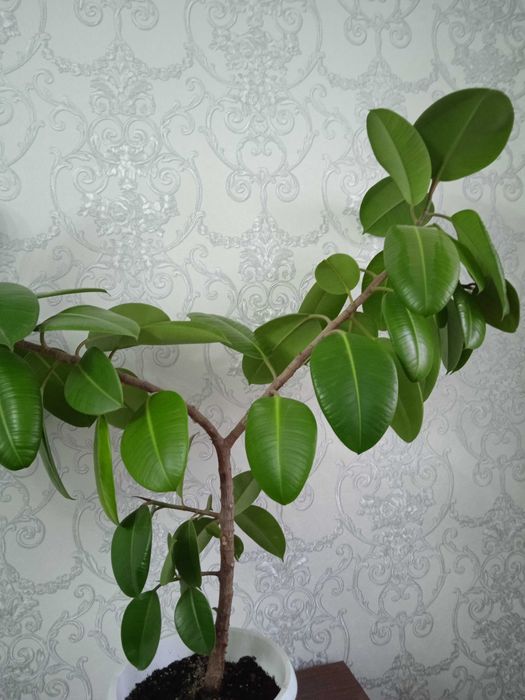 Продам фикус комнатное растение