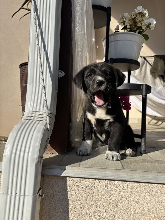 Donez cateluse talie medie