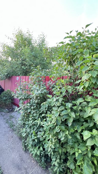 Продам дачу Костанай, проводят газ