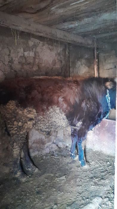 полторашка бык сатам