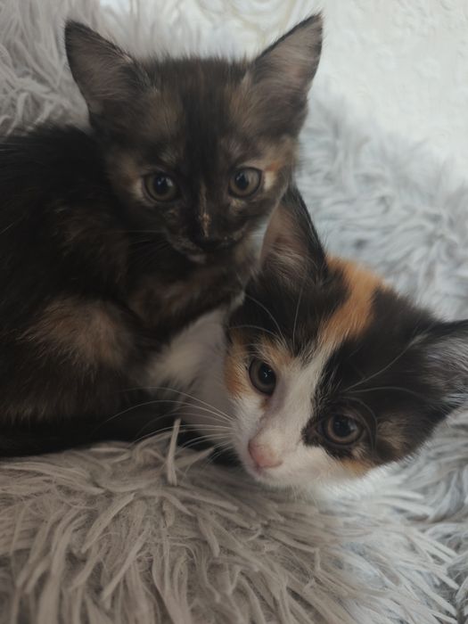 Кошечка в хорошие руки