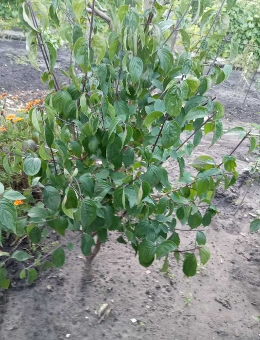 Саженцы Кизил садовый сорт лукъяновскийи