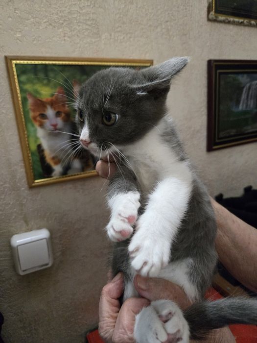 Продам не дорого