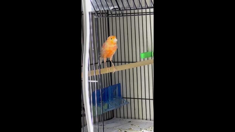 kanareyka nar sotiladi 2 ta